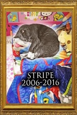 Stripe Busdosh 2006-2016